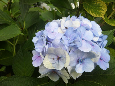 紫陽花と虫