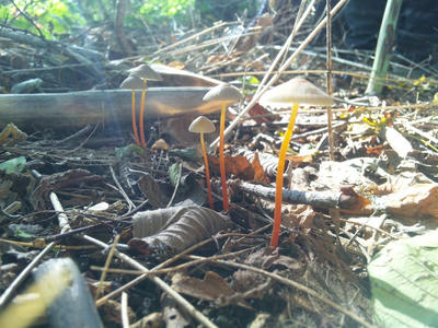 アカチシオタケ