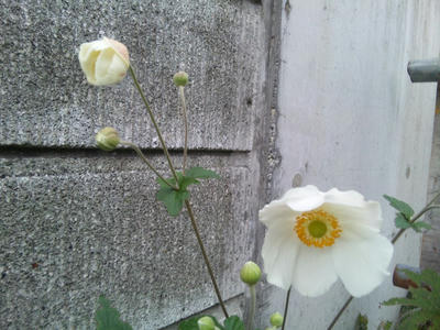 二輪の白花