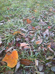 091104_064102.JPG