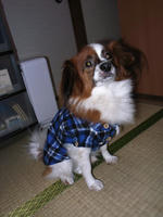 SENA_RIMG0895_up.JPG