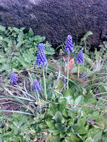 Unknown_flower.JPG