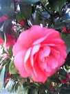 wk04095.jpg