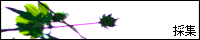 banner.gif