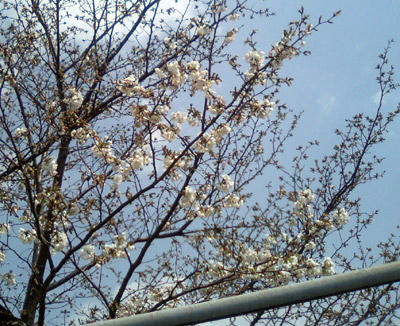 桜1分咲き？