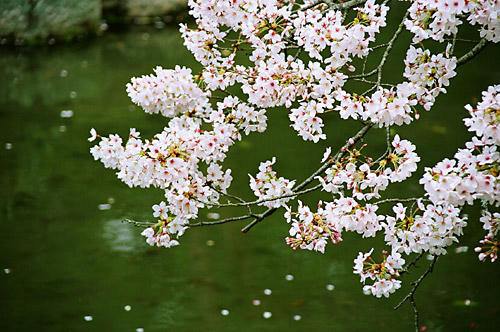 桜