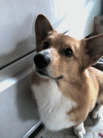 yan-reizou.gif