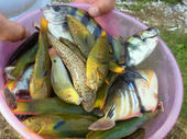 blog_import_4d26e475b6bfe.jpg