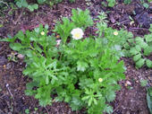 blog_import_4d26e2cc0d2a6.jpg