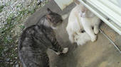 blog_import_4d26e274dc3de.jpg
