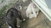 blog_import_4d26e27638e6c.jpg