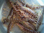 blog_import_4d26e1dc96a93.jpg