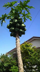blog_import_4d26db4e7a578.jpg