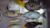 blog_import_4d26d5fb94be9.jpg