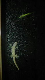 blog_import_4d26d4d0d8f7d.jpg
