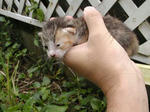 子猫