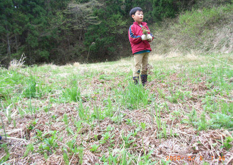 060506warabi3.JPG