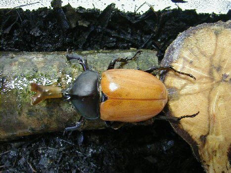 050722kabu3.JPG