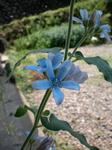 ブルースター・花