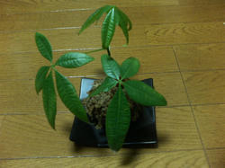 20060408_01.jpg