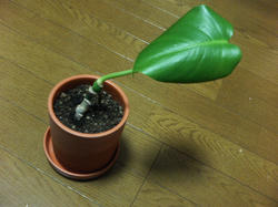 20060408_02.jpg