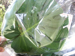 20060416_01.jpg