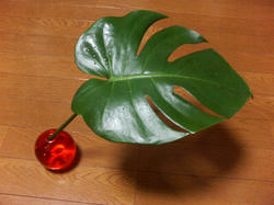20060416_04.jpg