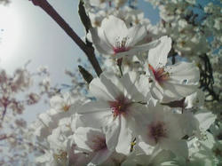 桜20080406_01