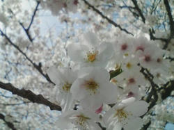 桜20080406_02