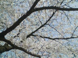 桜20080406_03