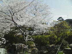 桜20080406_04