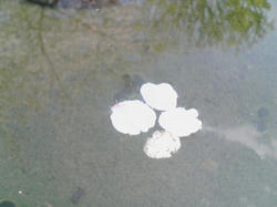 桜20080406_06