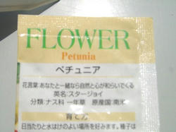 ペチュニア植えた_06