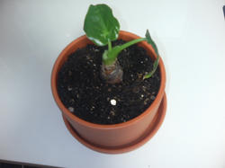 20060205_03.jpg