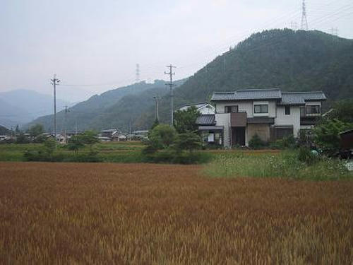 麦秋