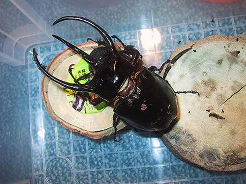 ｶﾙｺｿﾏ　ｷﾛﾝ