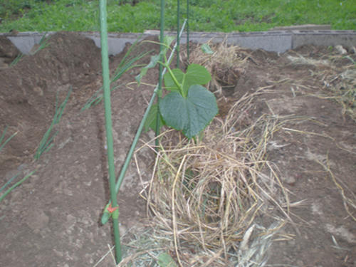Cucumber