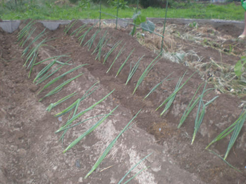 Welsh onion