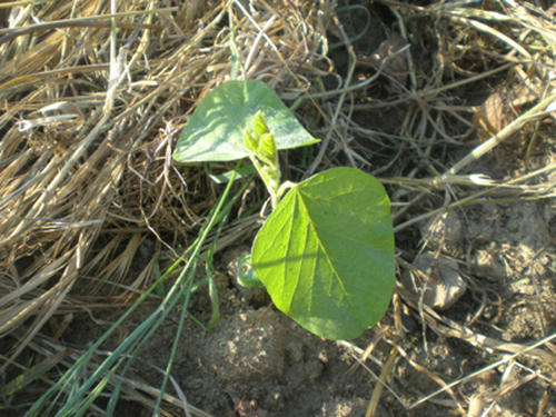 Green soybeans