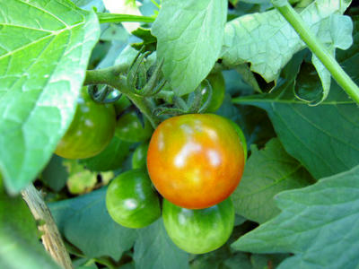 DSCN0142.jpg