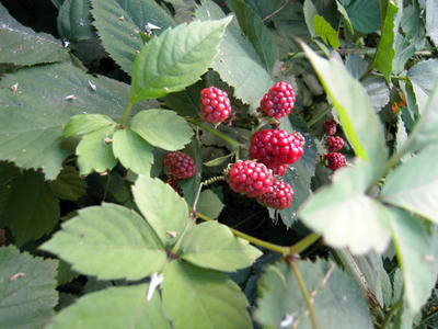 DSCN0147.jpg
