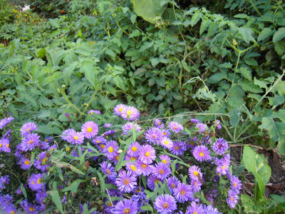 DSCN0550.JPG