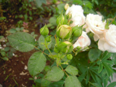 c42a01b6.jpg