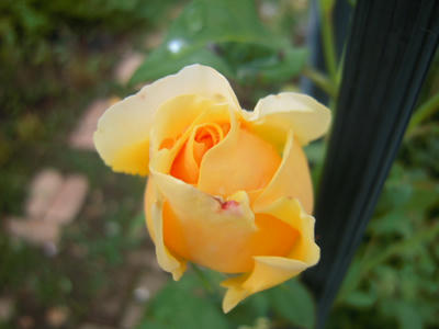 383948b6.jpg