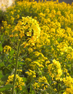 DSCN5666.JPG