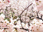 _sakura.JPG