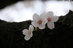 100410_1k.jpg