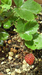 strawberry.JPG