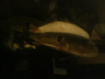 P1000011.JPG