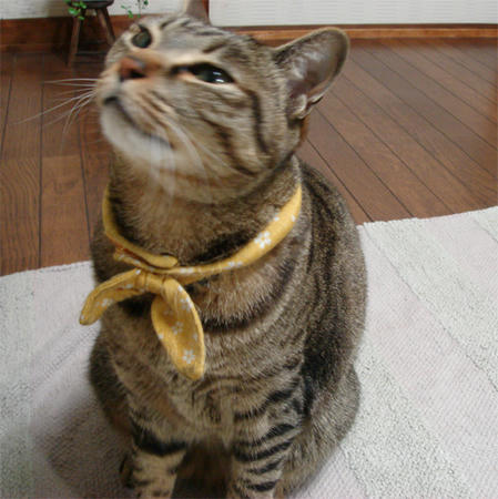 視線の先にはまぐろ缶･･･